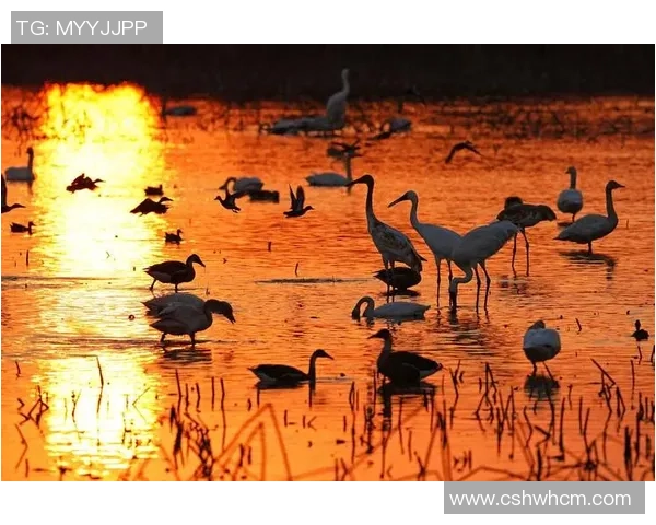 高尚品质的力量如何塑造人际关系与社会和谐共生的未来